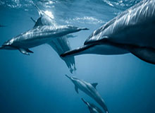 世界杯投注-18小时内连续输两场 上港的亚冠之路难于上青天